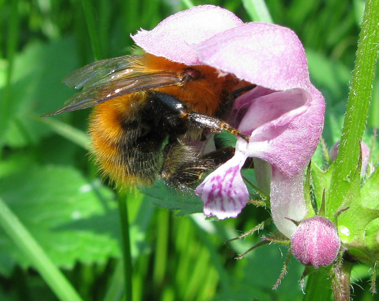 Bombus pascuorum
